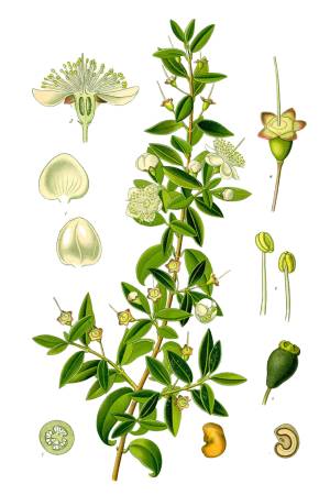 Mirto-verde