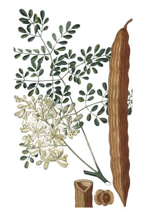 Moringa Moringa