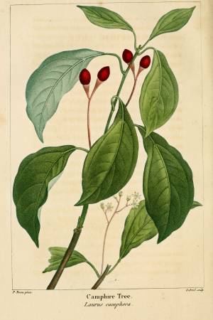 NAS-083_Cinnamomum_camphora