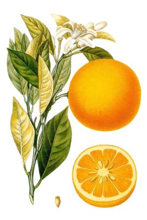 Naranja-Dulce