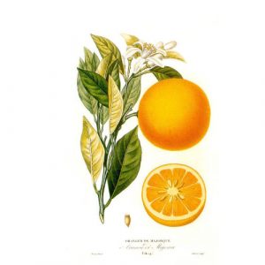 Naranja-Dulce---Citrus-x-sinensis