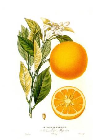 Naranja-Dulce-Citrus-x-sinensis-1