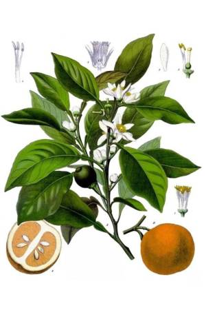 Neroliw