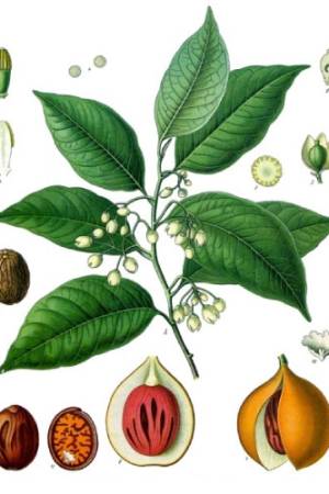 Nuez-moscada-Myristica-fragrans-1