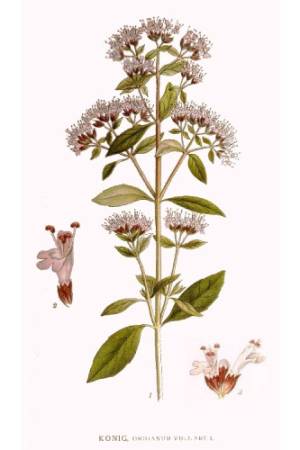 Oregano-Origanum-vulgare