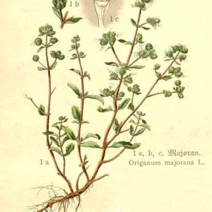 Origanum-majorana