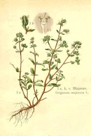 Origanum-majorana