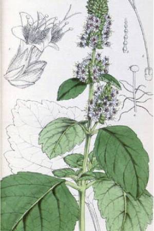 Pachuli-Pogostemon-cablin