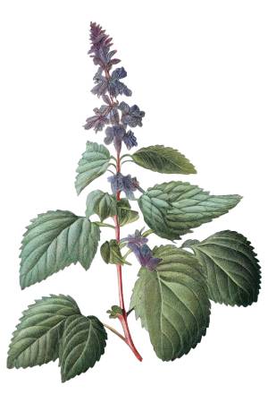 Pachulí