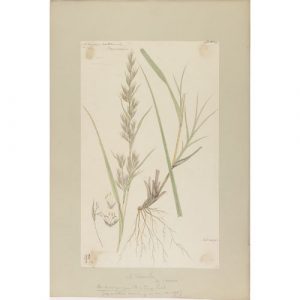 Palmarosa---Cymbopogon-martinii