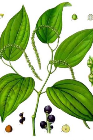 Pimienta-Negra-Piper-nigrum