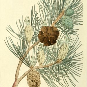 Pinus_sylvestris-Palmstruch