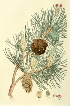 Pinus_sylvestris-Palmstruch