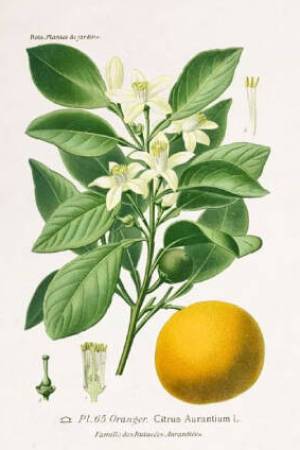 Pomelo-Citrus-paradisi