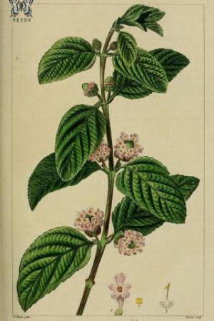 Pronto-Alivio-Lippia-alba-carvoniferum