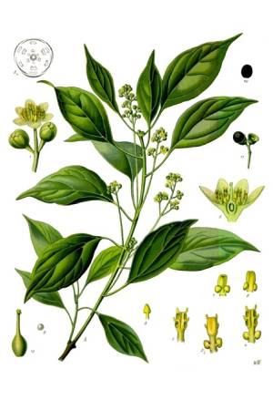 Ravintsara Ravintsara
