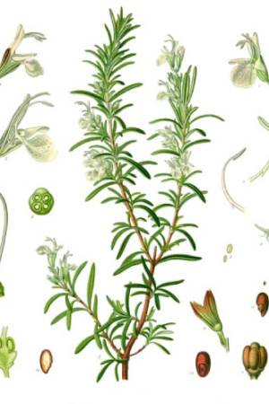 Romero-Qt-Cineol-Rosmarinus-officinalis-cineoliferum