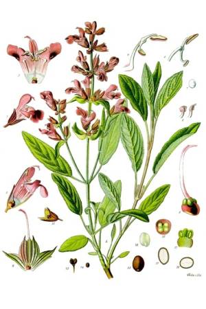 Salvia