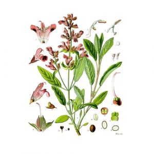 Salvia---Salvia-officinalis