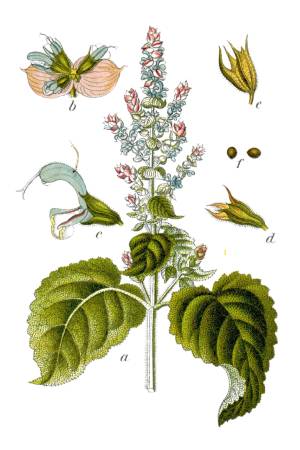 Salvia-Sclarea