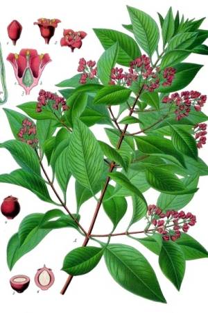 Santalum_album_-_Kohler–s_Medizinal-Pflanzen-128