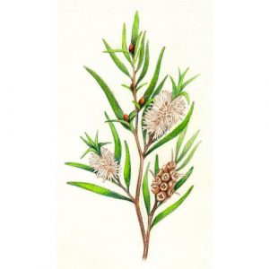 Tea-Tree---Melaleuca-alternifolia