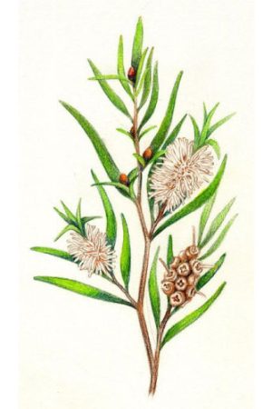 Tea-Tree-Melaleuca-alternifolia