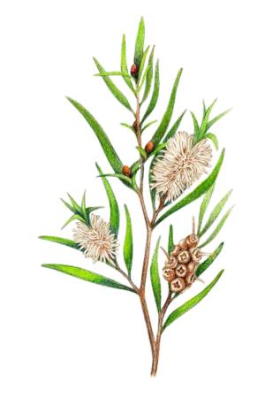 Tea-tree