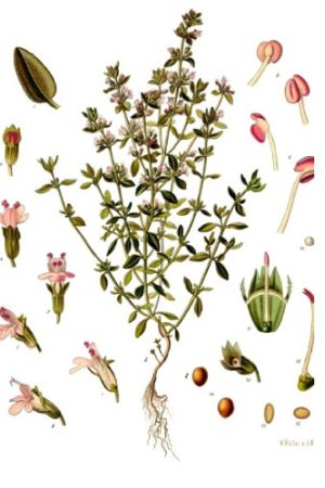 Tomillo-Qt-Timol-Thymus-vulgaris-timoliferum