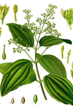 Verbena-Litsea-cubeba