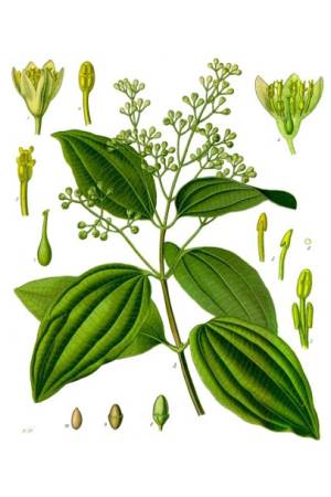 Verbena
