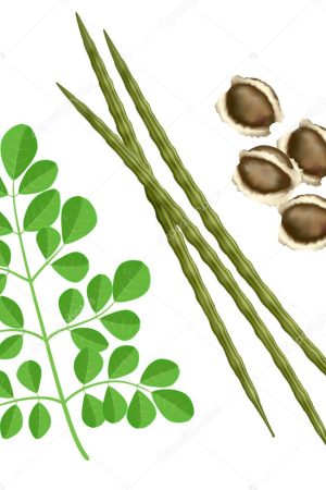 depositphotos_7544785-stock-illustration-moringa-oleifera (1)
