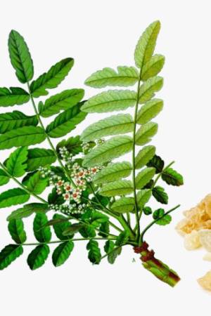 incienso_boswellia-serrata-hd-png-download