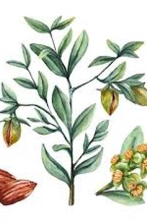 jojoba